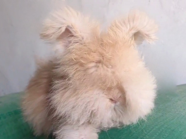 治愈系萌宠💖 | 精品巨型安哥拉兔 fluffy rabbit-兔-淘宝好物网