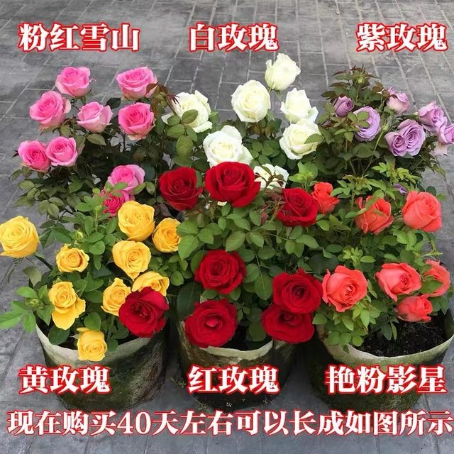 Rose seedlings old pile extra large flowers flowers green plants potted rose rose indoor and outdoor balcony four seasons