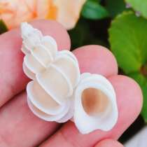 Hermit crab replacement shell natural rare conch lion snail world top ten famous snail conch shell fish tank decoration