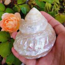 Pearl Tower snail hermit crab replacement shell oversized fluorescent Tower Snail Home fish tank landscaping decoration natural conch