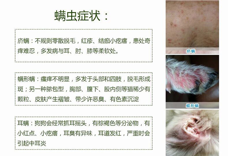 正 康, thú cưng chống viêm, ngứa, giết chó, bệnh ngoài da, mèo, mèo, gián, khử trùng, ve, thuốc mỡ - Cat / Dog Medical Supplies 	các loại kim tiêm trong thú y	