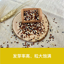 Sugar-free grain Three-color quinoa High-protein staple grains Resvera red quinoa Black quinoa