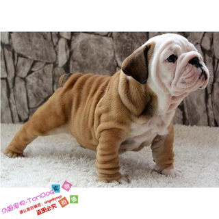 Living puppy skeleton simple and honest British bulldog