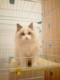 American ragdoll kitten live blue seal lynx two-color male and female kitten live pet purebred e