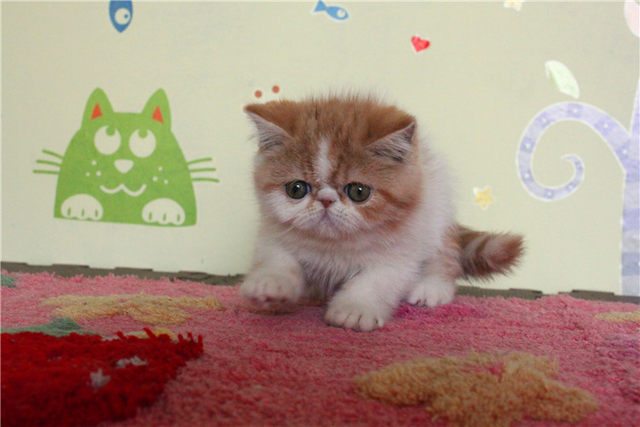 Purebred Garfield pet cat exotic shorthair kitten purebred shorthair kitten live red high white sister g