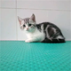 For sale purebred American shorthair live domestic American short plus white tabby kitten pet cat g