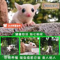 Flying honey bag-skinned pet kangaroo baby baby baby skunk small super-pocket kangaroo