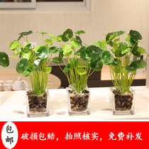wo emulation flower pendulum piece fake four-leaf grass small potted plant home living room table fake flower decoration green planting bonsai