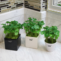 Wo emulation grass fresh and green plant small potted plant trifoliage grass 4-leafed grass table desk decoration