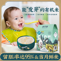 Rice Small Bud Organic Fresh Germ Rice Nutrient Large Rice Porridge Rice Matched With Baby Food Baby Food 2 boxes