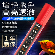 Three primary colours red dragon fish gain brightly coloured beauty and beauty cream parrot rohan fish tank special light led lamp underwater
