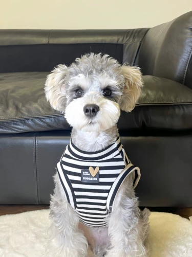 Домашние кошки и собачья одежда в летнем чистое хлопковое черно -белое полосатое жилетки.