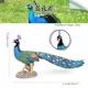 PL127-2623 Blue Peacock
