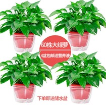 Green Luo potted big leaf green rose to absorb methanol to purify the air