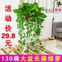 Long Vine green roe potted indoor living room plant large basin in addition to formaldehyde green basket hanging hydroponic large leaf green plant to absorb formaldehyde