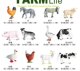 Mini Animal Models Tiger Lion Elephant Panda Poultry Chicken Duck Goose Pig Sheep Dog Realistic Wild Ornaments Toys