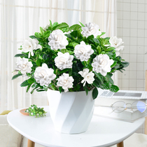 Gardenia potted plants with flower buds plants Four Seasons flowering living room good indoor thick flavor type perennial flower potted