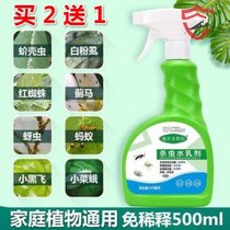 There are small insects on the flowers small flying insects in the flowers chrysanthemum aphid insecticide nemesis