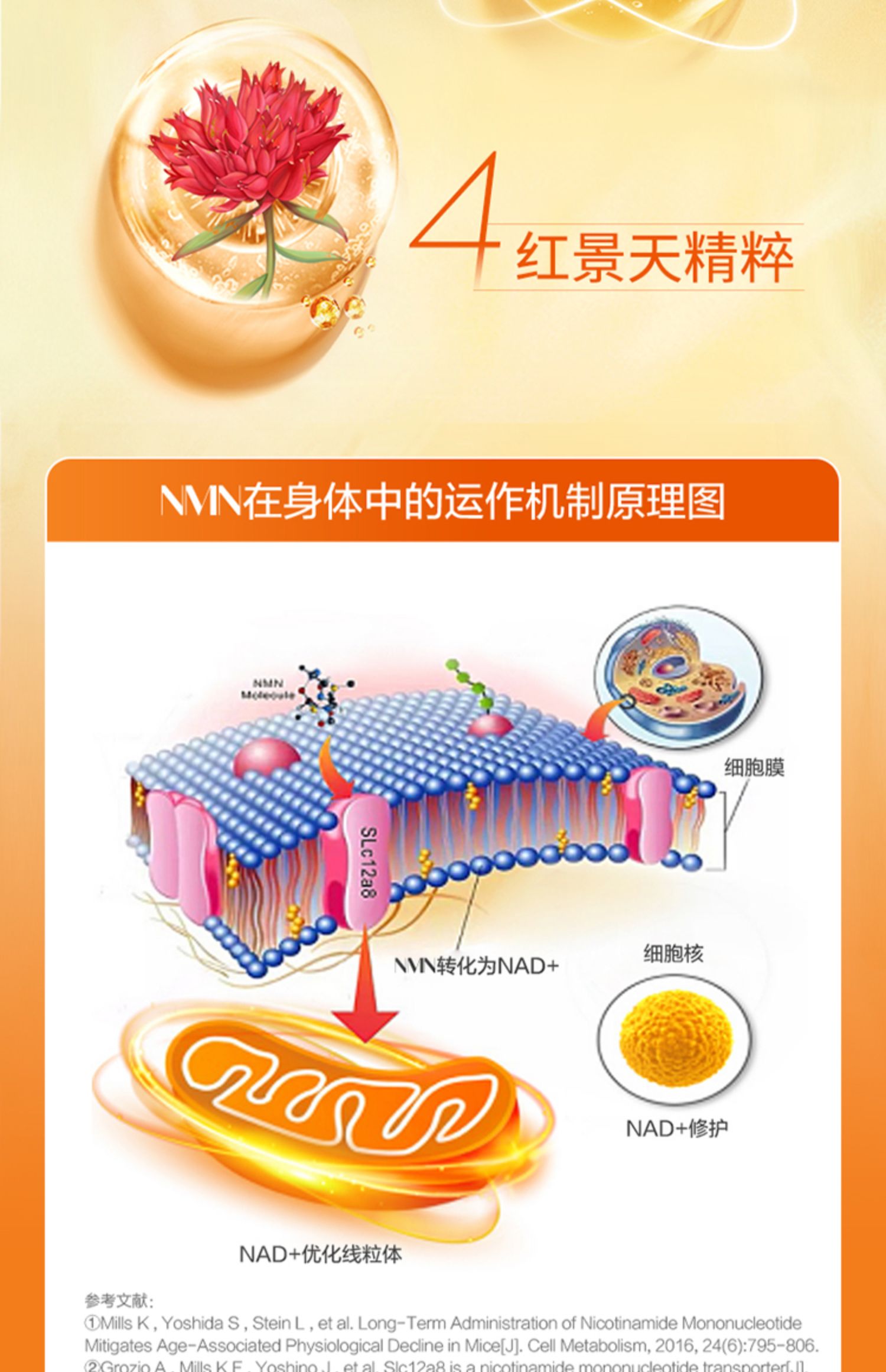 金达威美国增强型nmn9600烟酰胺单核苷酸nad