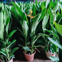 Tiantang Birds Indoor Potted Large Living Room Green Plant Flowers Large Leaf Plant Office Good To Feed The Four Seasons Cranes