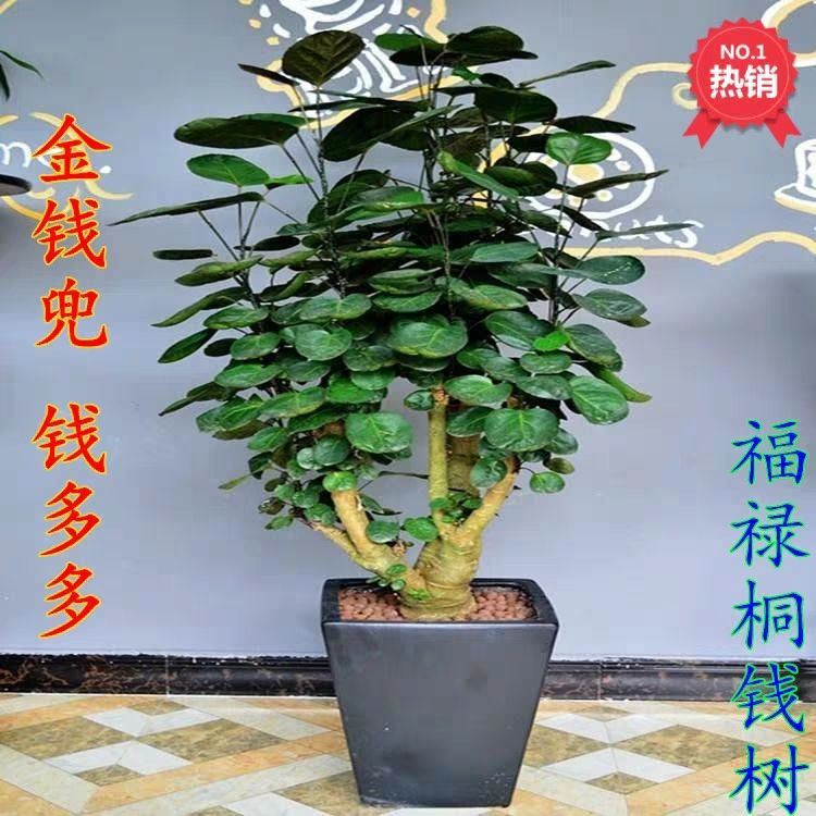 Money pocket potted money Duoduo Fulu round leaf copper money tree money tree money tree money tree fortune tree green planting gardening flowers