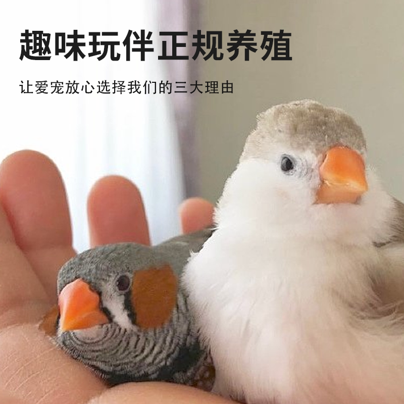 珍珠鸟小白变“家宠”?养鸟新手必读的选品指南 & 使用攻略!-鸟-淘宝好物网