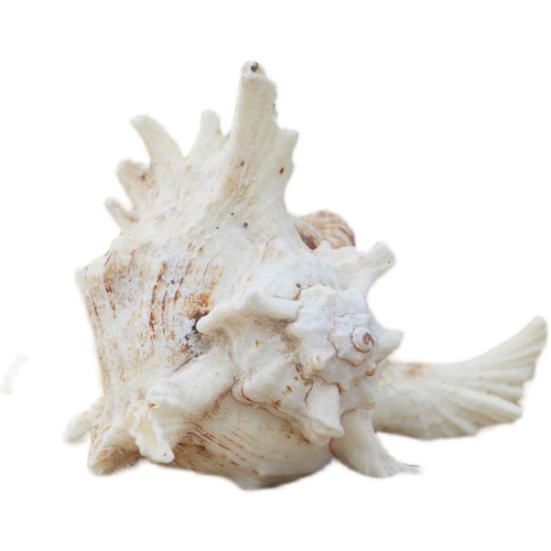 Бесплатная доставка Hainan Sanya Conch Shell тысяча -гиганная улитка на дому украшения творческие украшения