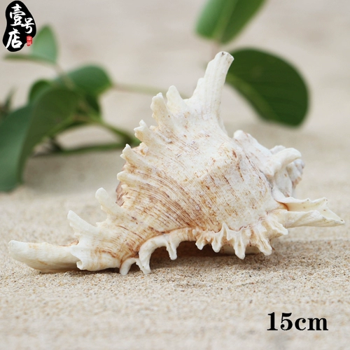 Бесплатная доставка Hainan Sanya Conch Shell тысяча -гиганная улитка на дому украшения творческие украшения