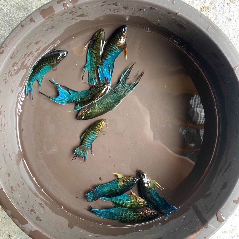 嘉逸水族的LOGO