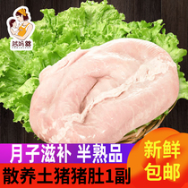 Natural mother fresh pig belly Maternal month meal Nourishing mountain forest free-range pig meat Now kill pig miscellaneous pig belly 1 pair