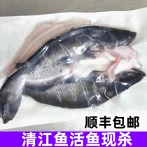 Qingjiang open-back fish frozen paper-wrapped fish semi-finished grilled fish commercial semi-finished catfish Qingjiang boneless forktail catfish