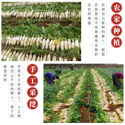 Острый редька сушеная домашняя сельская местность сухой пища, блюда, хрустящая редька, соленые огурцы ручной работы, маринованные соленые огурцы 500G