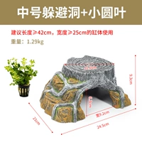 Duplex Tancing Timline Standard Package 1