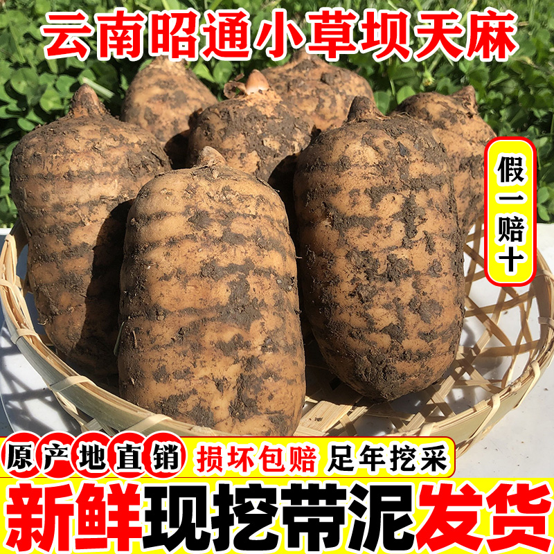 Fresh Gastrodin Wild Yunnan Zhaotong Special Class Small Grass Dam Zhengzong Powder Tablets Dried Goods Chinese Herbal Medicine-Taobao