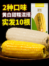 31.8元包邮 柒然  新鲜甜糯粘玉米棒东北黄白玉米 200g*10