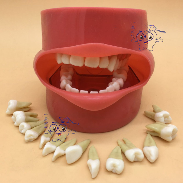 Dental Model Full Mouth Removable Tooth Model Removable Tooth model Gum Soft Gum Emulation Face Leather 
