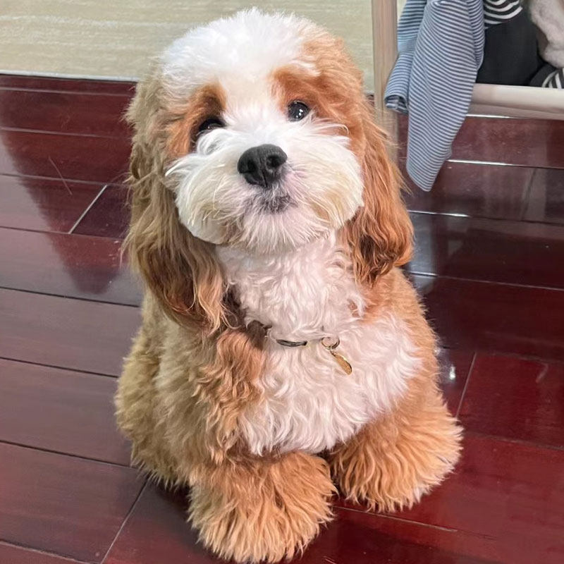 可卡布犬：贵族气质+萌宠属性，北京正规繁育犬舍支持视频连线，让你放心带回家！-狗狗-淘宝好物网