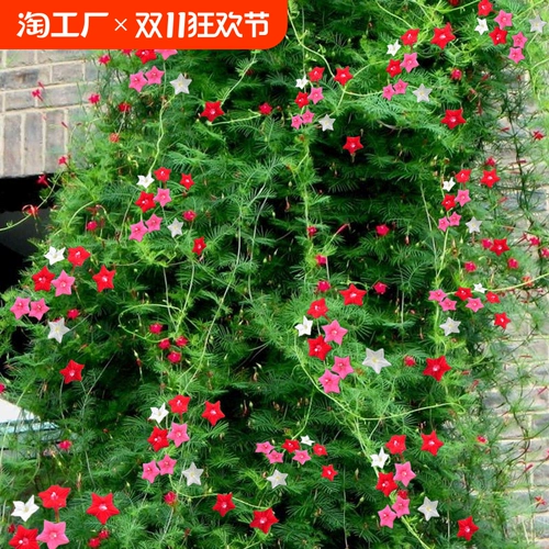 Yuye 羽 茑 茑 Четыре сезона цветущие семена 美 美