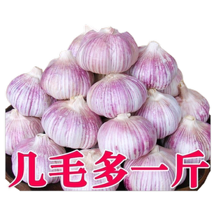 山东金乡紫皮大蒜头干蒜批发2024新鲜蒜头农家蒜子特大果