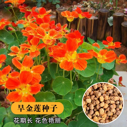 Роль Золото Семена семян лотоса сезон сезон четыре сезона сеять цветочные семена поднимают виноградные цветочные семена