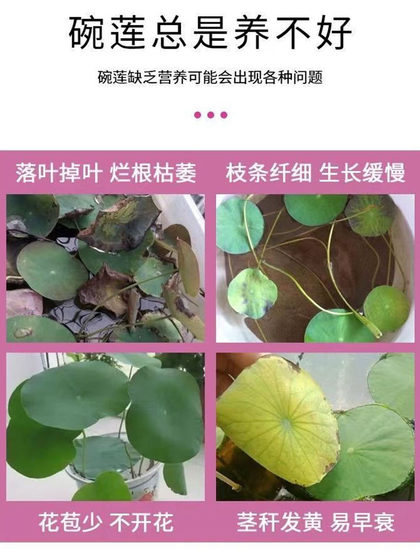 碗莲营养液专用水溶肥水培睡莲通用肥料治慢开花植物黄叶烂根净水