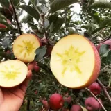 [Ганданическое сердце] Шаньси скала сахар Сердце красное яблочное яблоко фрукты свежие свежие плазмы хрустящие сладкие коробки оптом бесплатная доставка