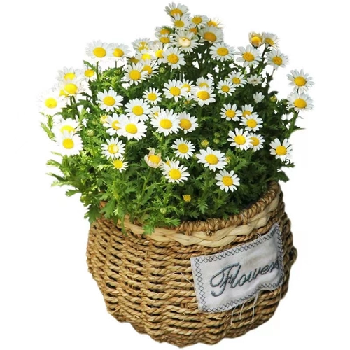 Семена семян цветов, семена цыпленка, цветы с четырьмя сезонами, белые кристаллические семена хризантема, семена ромашки цветов 孑 Цветы