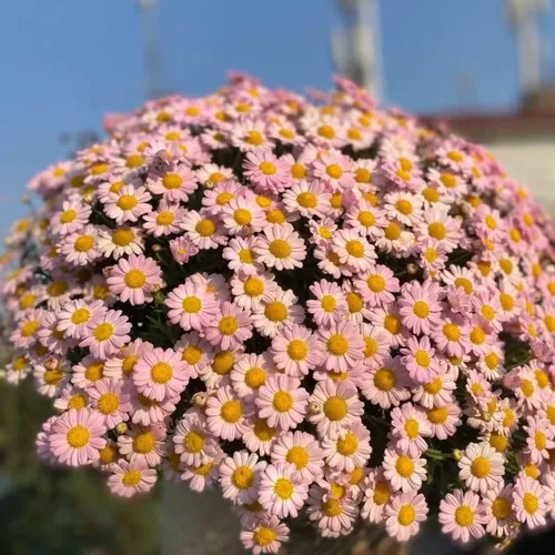Небольшие семена ромашки сеют цветы текущие цветы в горшках и цветах семена, цветочные семена белый кристалл Хризантема двор для тяжелых лепестков