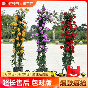 [1米6大苗藤本月季特大花蔷薇花苗爬藤植物四季开花卉盆栽玫瑰阳台]