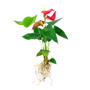 水培植物绿萝富贵竹柏九里香发财树盆栽室内绿植好养花卉水养客厅