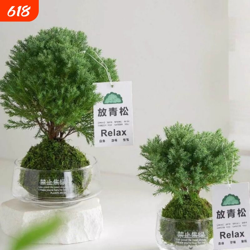 Place Pine Ornaments, Frost Moss Balls in the Office, Living Room, Creative Workstations; Easy-To-Care Hydroponic Plants for Lazy People Place Pine Ornaments, Frost Moss Balls in the Office, Living Room, Creative Workstations; Easy-To-Care Hydroponic Plants for Lazy People