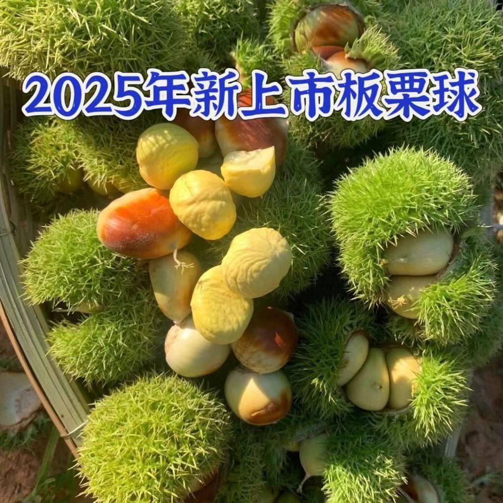 2025新上市带球嫩栗子:白皮新鲜生板栗,让你尝鲜不停歇!🌟-新鲜板栗-淘宝百科网