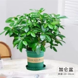 Bayang Lai Wealth Pot Pought Pot Losting Loge Weep Pot Pot Pot Four Seasons Evergreen Desktop Anti -Radiation Flower Bonsai волосы бонсай