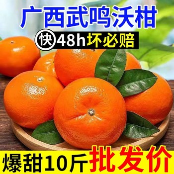 Guangxi wuming wogan fresh fruit orange seasonal tribute citrus sugar sweet orange wholesale